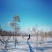 7-Day Small-Group Winter Activity Tour in the Wilderness of Northeast Finland