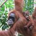 Sumatra Half-Day Orangutan Trek from Bukit Lawang