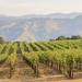 Small Group Muir Woods and Wine Country Tour