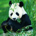 Chengdu Private Day Tour of Panda Breeding Center, Wide-and-Narrow Alley, and Jinli Food Street