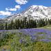 Private Tour: Mt Rainier Day Trip from Seattle