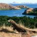 2-Day Komodo National Park and Rinca Island Wildlife Adventure from Bali