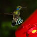 Selvatura Park: Hummingbird Garden and Insect Museum Tour
