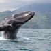 Juneau Shore Excursion: Whale-Watching Excursion