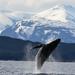 Juneau Whale-Watching Cruise and Brewery Tour