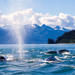 Juneau Whale-Watching Cruise
