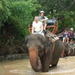 Elephant Trekking in Pattaya