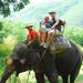 One-Hour Elephant Jungle Trek from Phuket