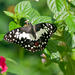 Private Tour: Kuala Lumpur Nature In The City Tour including Butterfly Park
