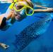 La Paz Whale Shark Snorkeling Tour and Lunch From Los Cabos