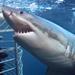 Full-Day Shark Cage Diving from Cape Town