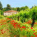 Tuscany in One Day Sightseeing Tour from Rome