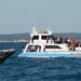 Hervey Bay Premium Whale Watching Cruise 