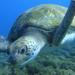 Guided Snorkeling with Turtles with Pictures in Tenerife 