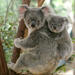 Lone Pine Koala Sanctuary Day Pass