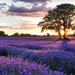 Full Day Provencal Villages and Lavender Fields Walking Tour from Avignon