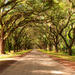 New Orleans Super Saver: Swamp and Bayou Sightseeing plus Oak Alley Plantation Tour