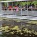 Swamp and Bayou Sightseeing Tour with Boat Ride from New Orleans
