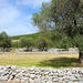 Lustica Peninsula: Organic Olive Farm Private Tour and Tastings