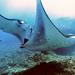 Diving with Manta Rays for Certified Divers at Padangbai Beach