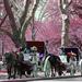 Private Carriage Ride in Central Park