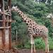 Out of Africa Experience: Giraffe Centre and Karen Blixen Museum Tour from Nairobi