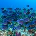 Grand Cayman Shore Excursion: Semi-Submarine and Fish Feeding Show