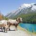 Summer Tour: Banff and its Wildlife