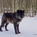 Yamnuska Wolfdog Sanctuary Guided Tour