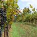 Private Tour: Hunter Valley Region and Boutique Wineries Day Trip from Sydney