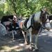 Private Horse and Carriage Ride in Central Park