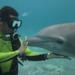 Dive with Dolphins in Cozumel 