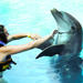 Dolphin Encounter at Aquaventuras Park with Entrance Ticket