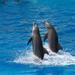 Tortola Dolphin Discovery Swim