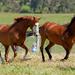 Living Legends Champion Racehorse Guided Tour