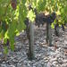 A Tour of the Vines of Château Paloumey in the Medoc Including a Wine Tour and Tasting