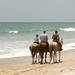 Ocho Rios Shore Excursion: Heritage Beach Horse Ride