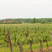 Full-Day Niagara Wine Tour with Lunch in Niagara-on-the-Lake and Optional Boat Ride 