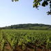Private Tour: Full Day Wine Tasting Tour from Dijon
