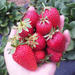 Mornington Peninsula including Strawberry Farm Day Tour from Melbourne