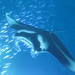 Manta Magic - Night Manta Ray Snorkel