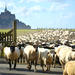 Private Walking Tour of Mont Saint Michel and Surroundings