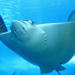 Belize Hol Chan Marine Reserve and Shark Ray Alley Snorkel Tour from Ambergris Caye 