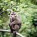 Full-Day Matang Wildlife And Trekking At Kubah With Lunch from Kuching