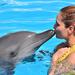 Riviera Maya Dolphin Trainer for a Day Program