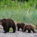 Juneau Shore Excursion: Exclusive Pack Creek Bear Viewing from Juneau 