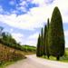 Taste of Chianti: Tuscan Cheese, Wine and Lunch from Florence