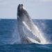 Half-Day Whale Watching and Canal Cruise from the Gold Coast