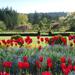 Victoria Day Trip from Seattle with Butchart Gardens