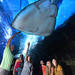 Maui Ocean Center Admission Packages